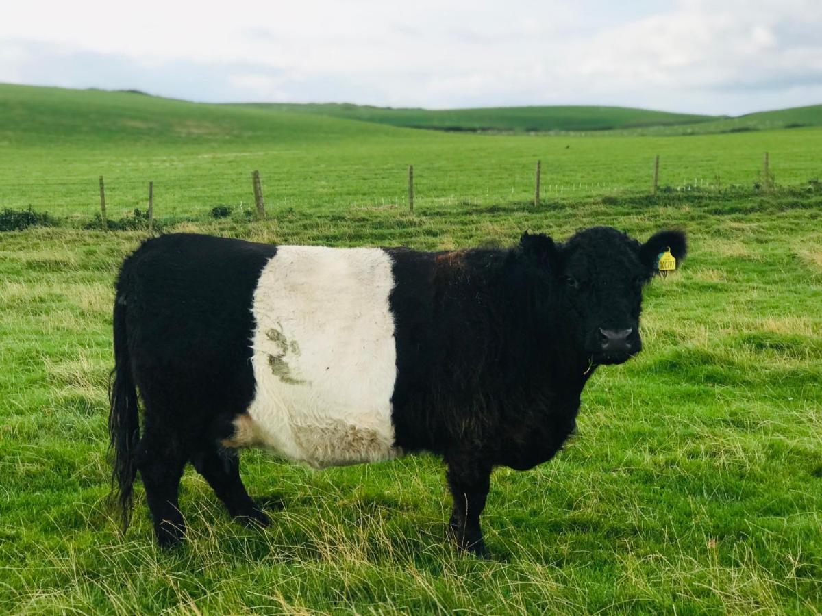 Bunnahabhain 5 - Farm Stay - Stunning Sea And Rural Views Stranraer Exteriör bild